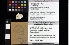 Foto (Objket + Etiketten) von ? Gabriella sp. 